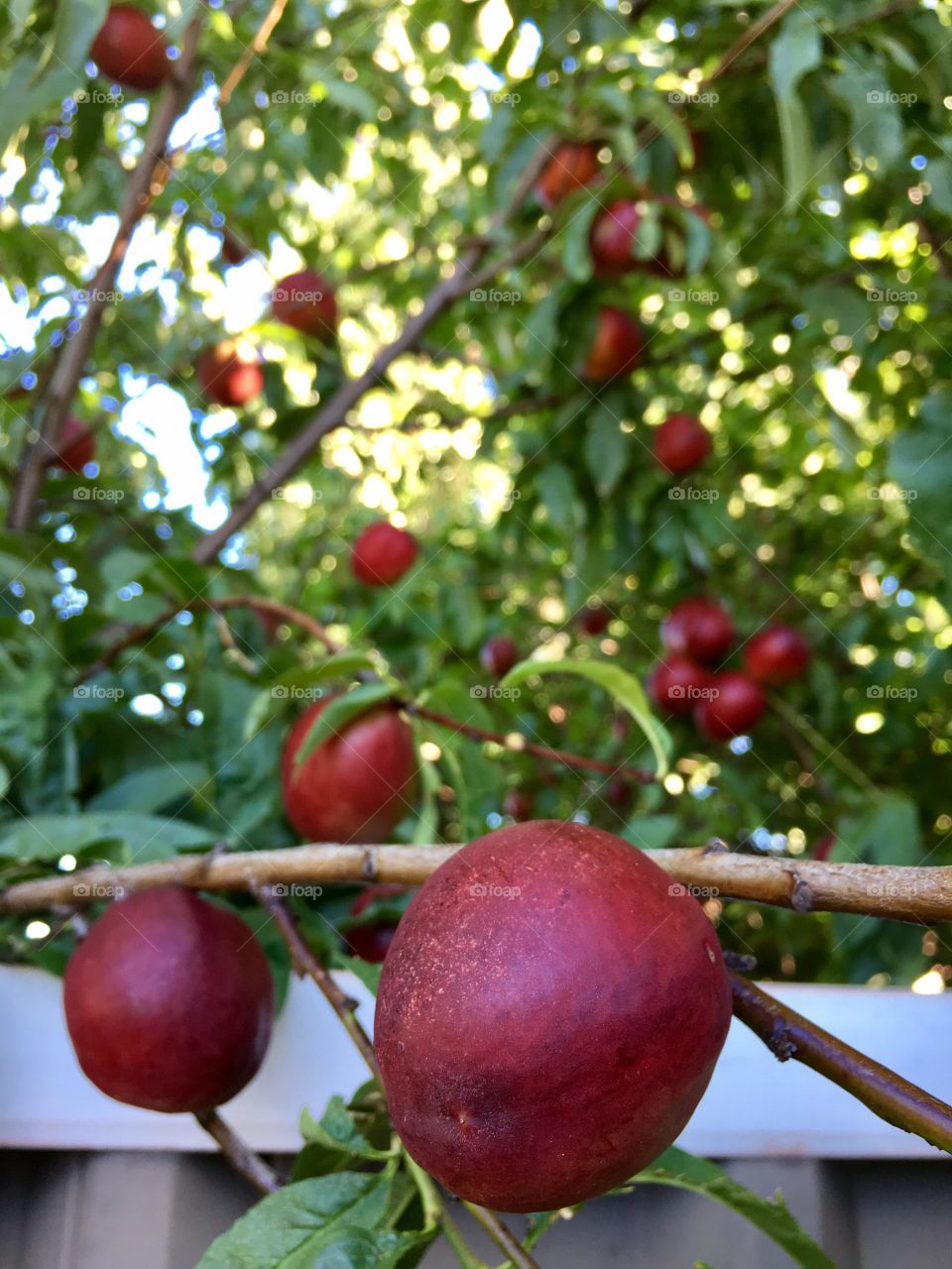 Closeup ripe red nectarines on branch of tree 