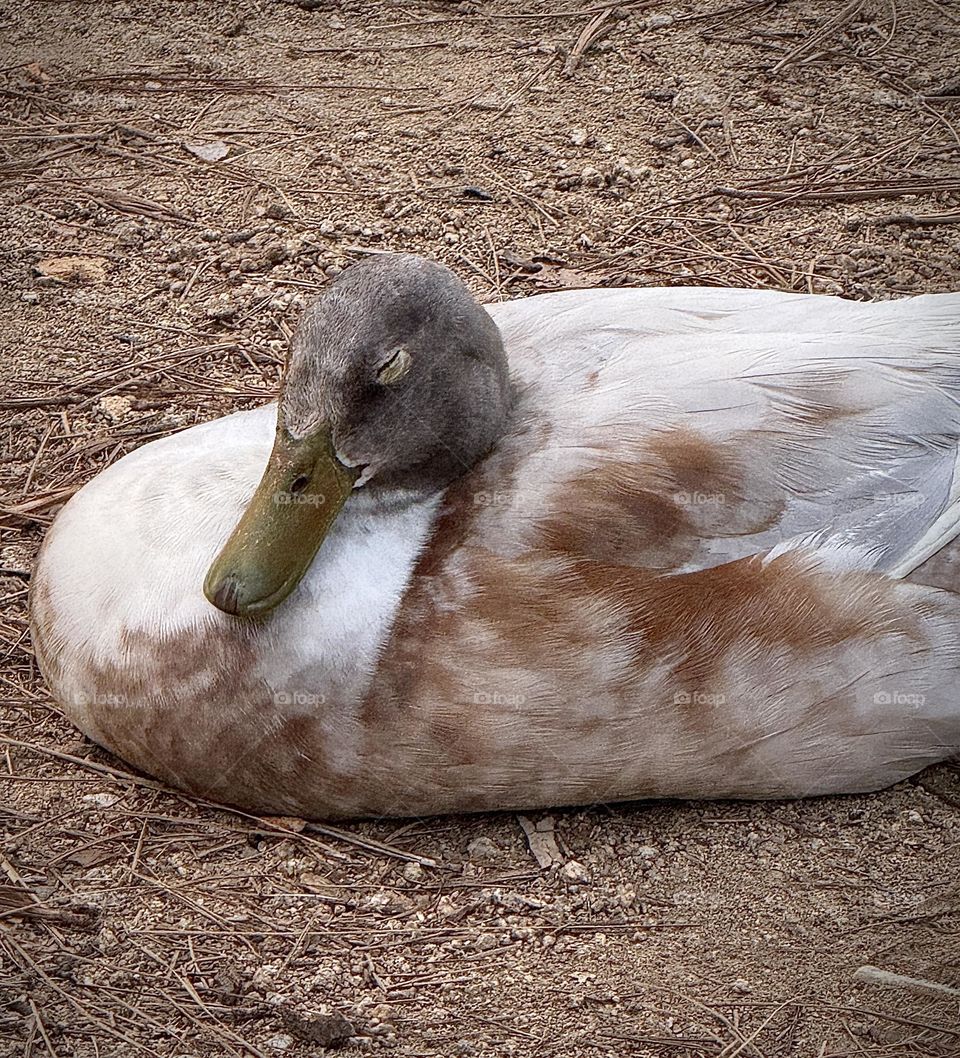 Mallard Duck Sleeping