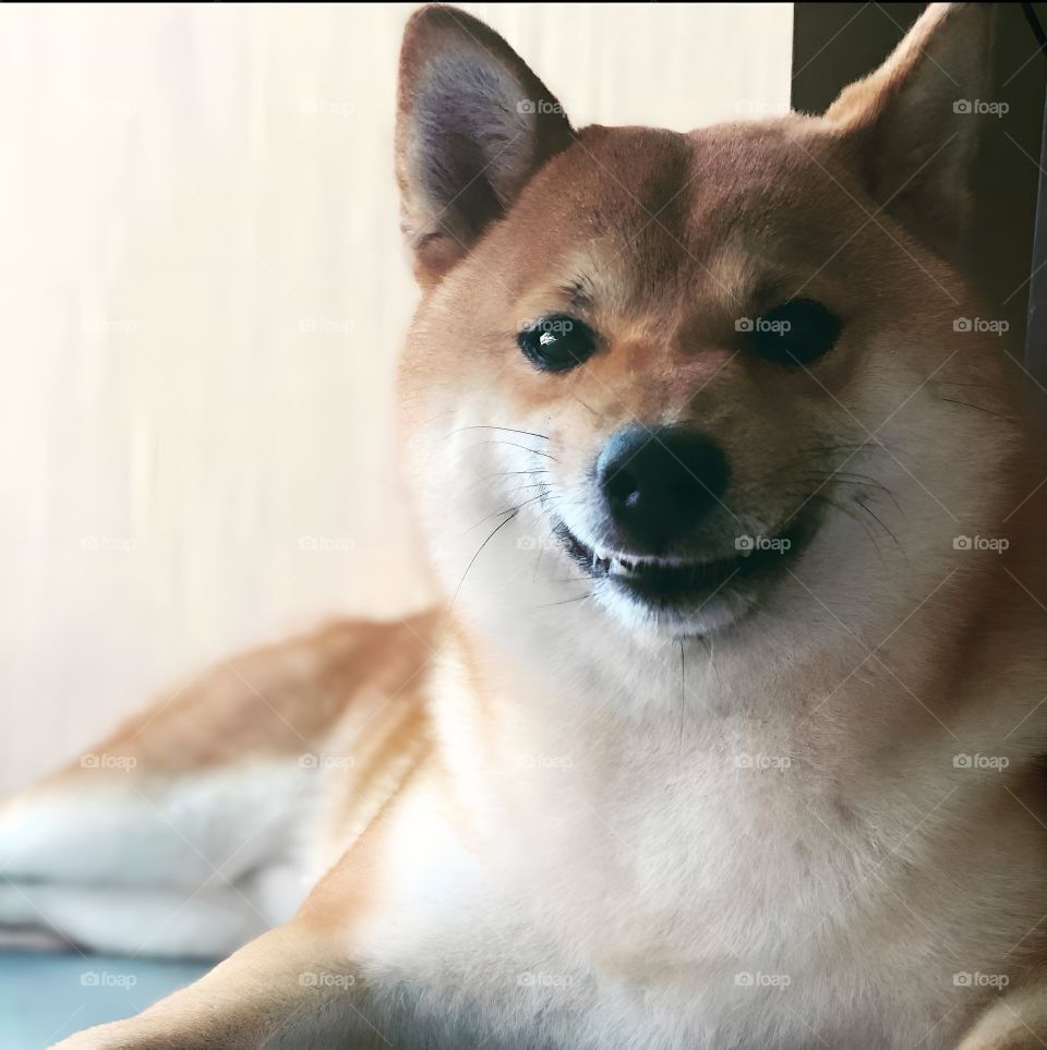 smile dog with you know face