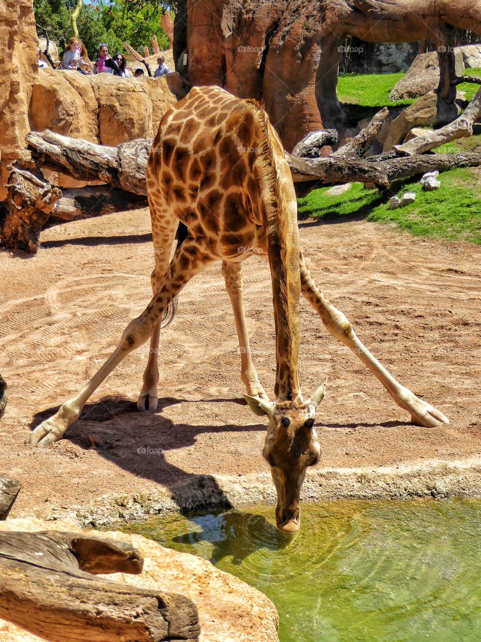 Giraffe having a drink