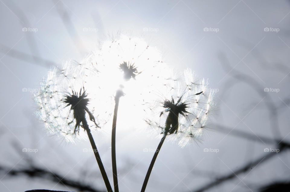 Silhouette of a bouquet of dandelions against the sky. Natural background 
