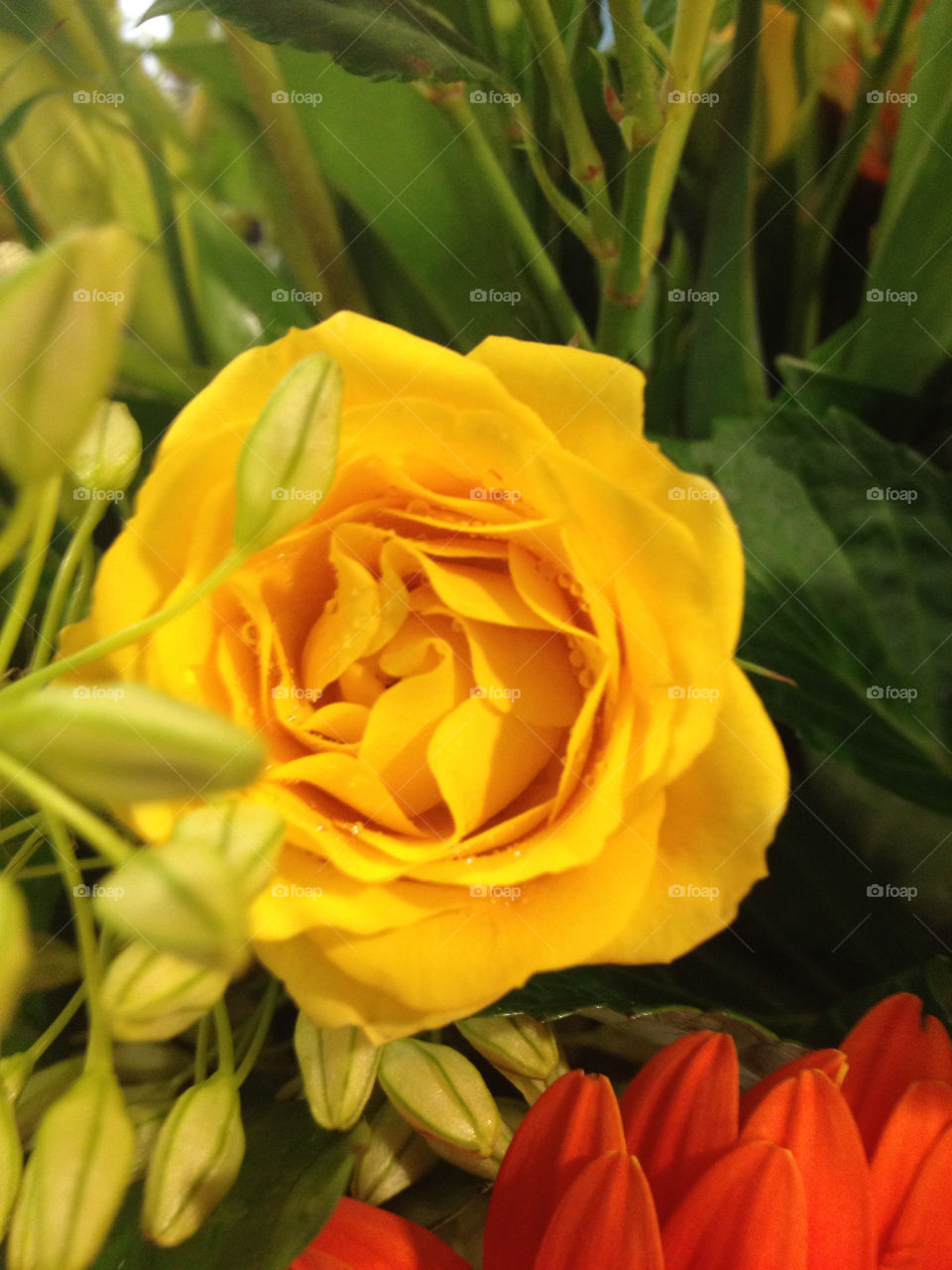 flowers yellow rose by eastofsheridan