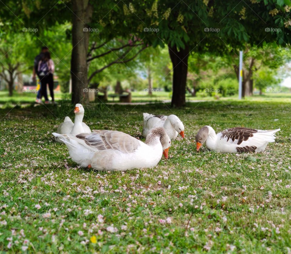 Park ducks to enjoy