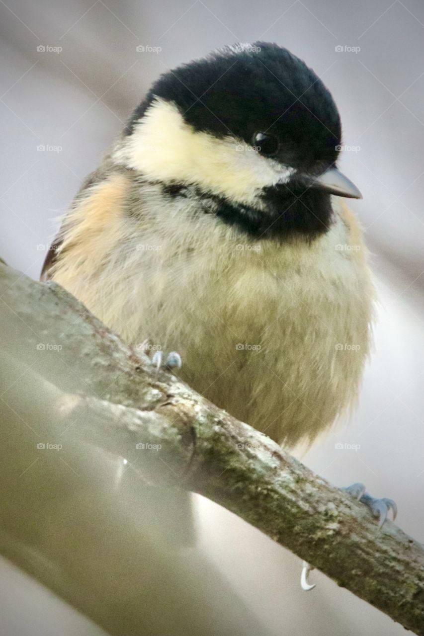 Coal tit