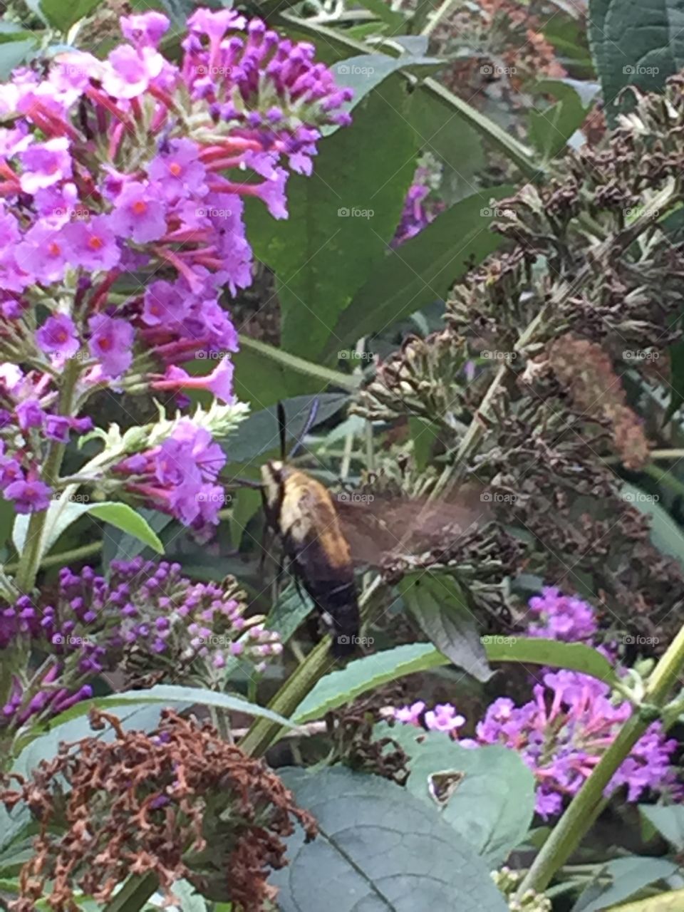 Hummingbird moth