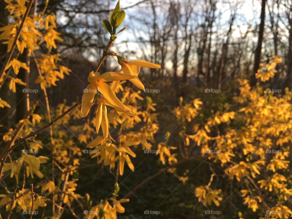 Golden hour gold rain