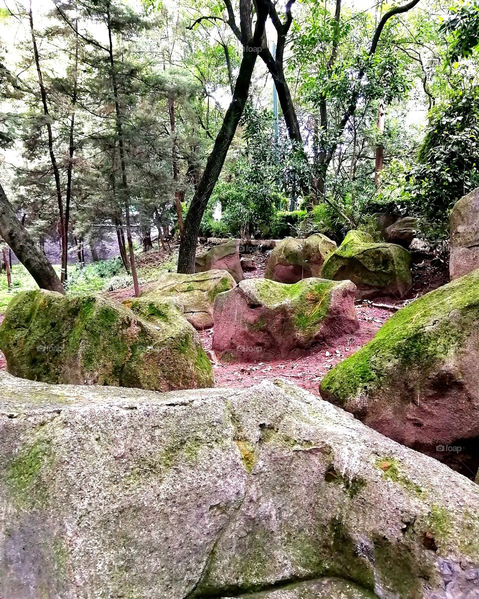 Piedras, en el bosque.