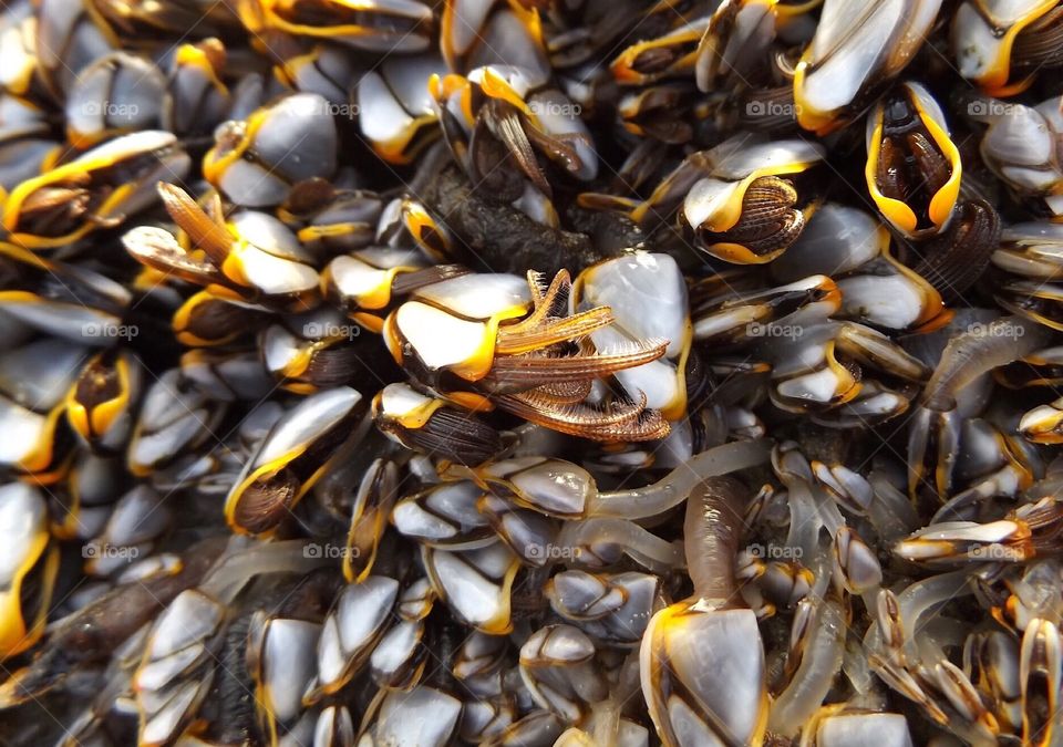 Minimalistic Snaps, Goose Barnacles