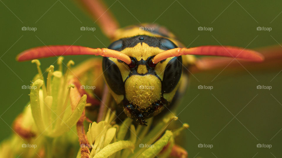 watching bees is very interesting, especially when they are "resting"