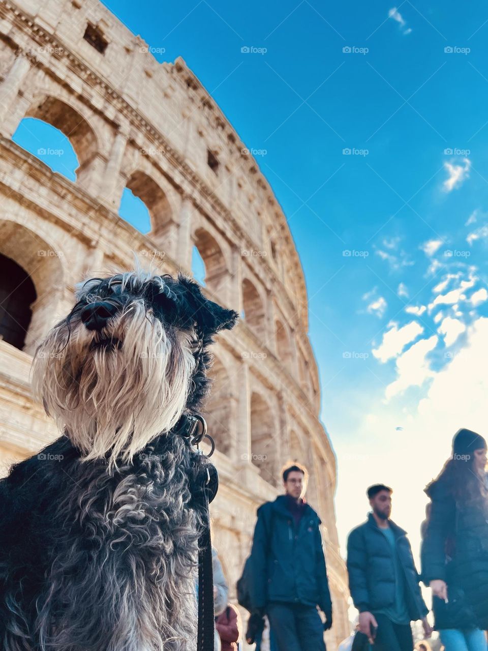 Dog at the coliseum 