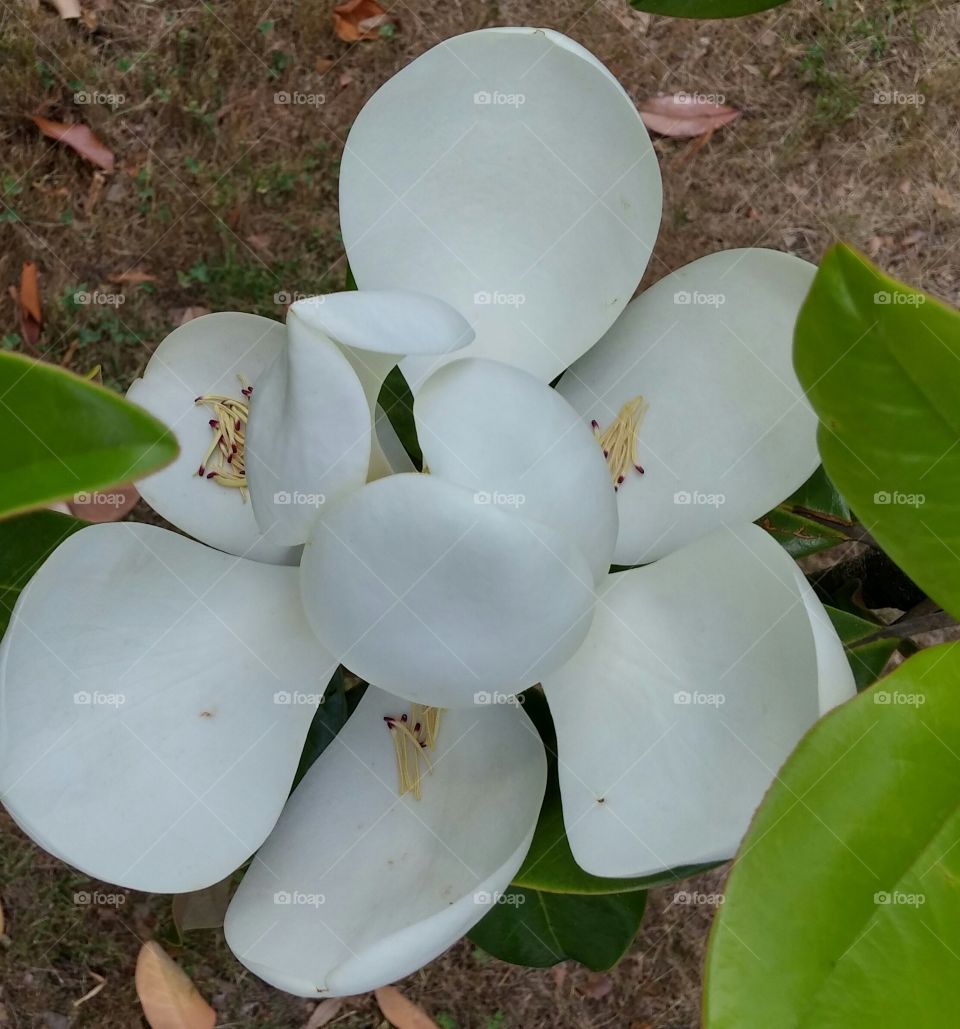 white flower. taken in Virginia