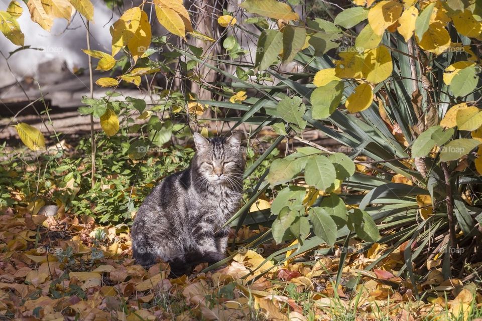 Cute cat among fallen autumn leaves