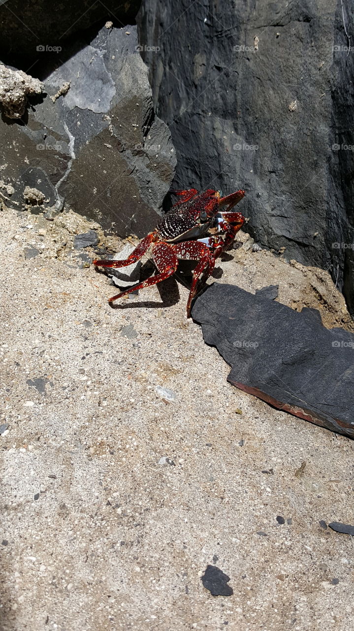St. Croix, US Virgin Islands a crab we found while eating lunch.