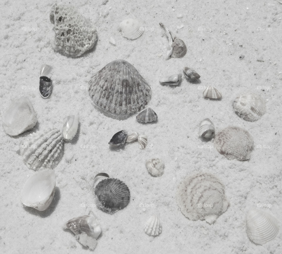 High angle view of seashells