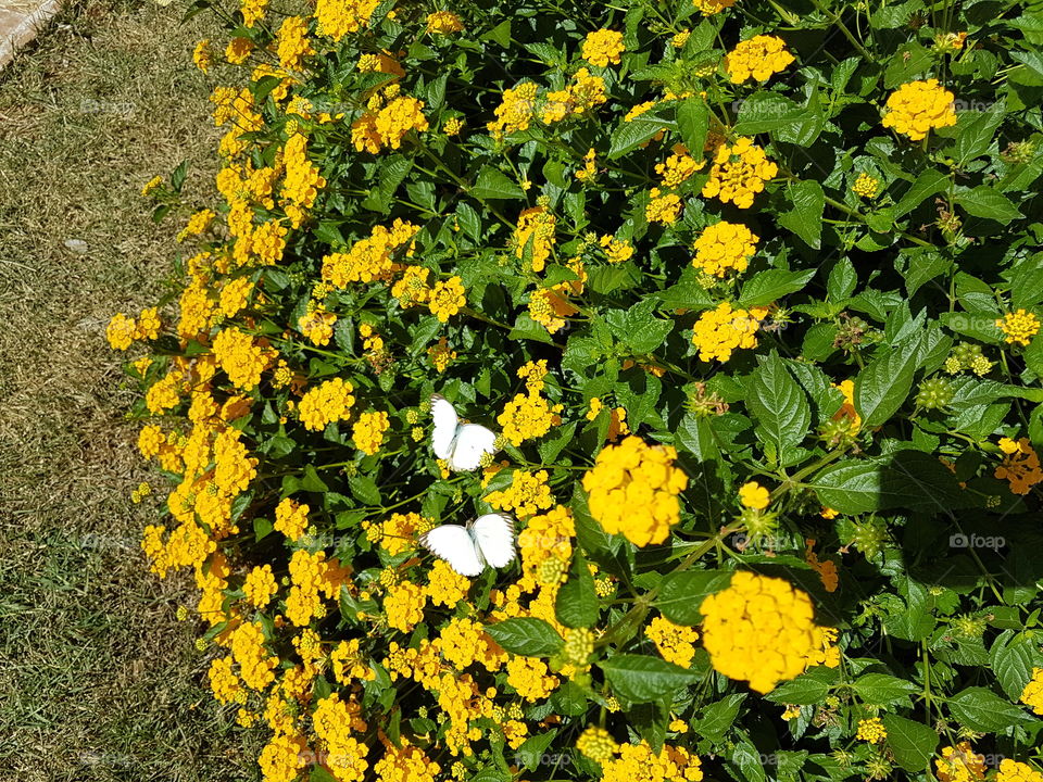 Flowers and butterflies