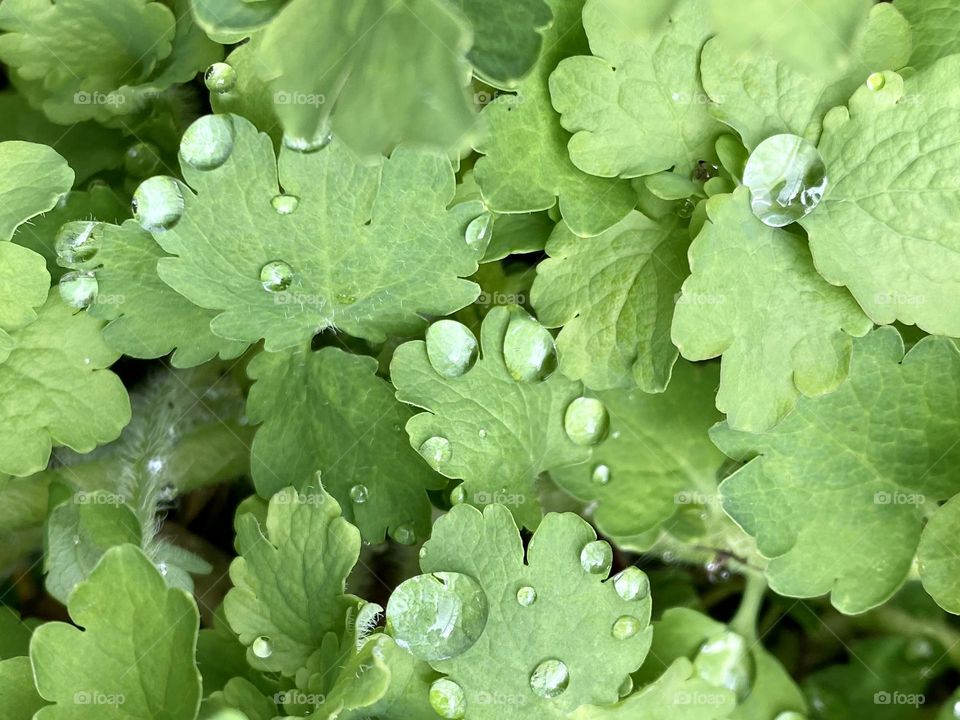 Raindrops on the leaves 