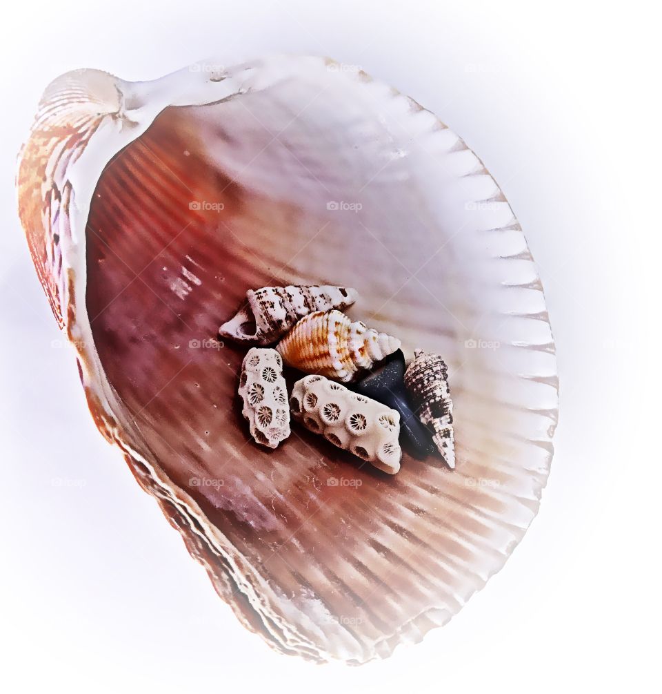 A collection of sea treasures.