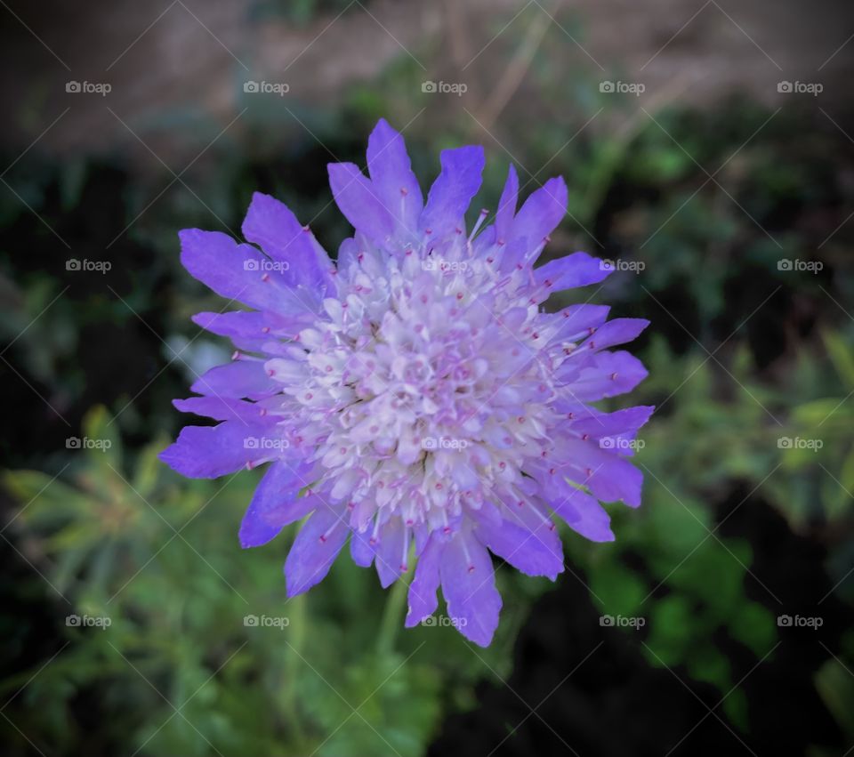 🌹 🇺🇸 Very beautiful flowers to brighten our day.  Live nature and its beauty. Did you like the delicate petals? / 🇧🇷 Flores muito bonitas para alegrar nosso dia. Viva a natureza e sua beleza. Gostaram das pétalas delicadas? 