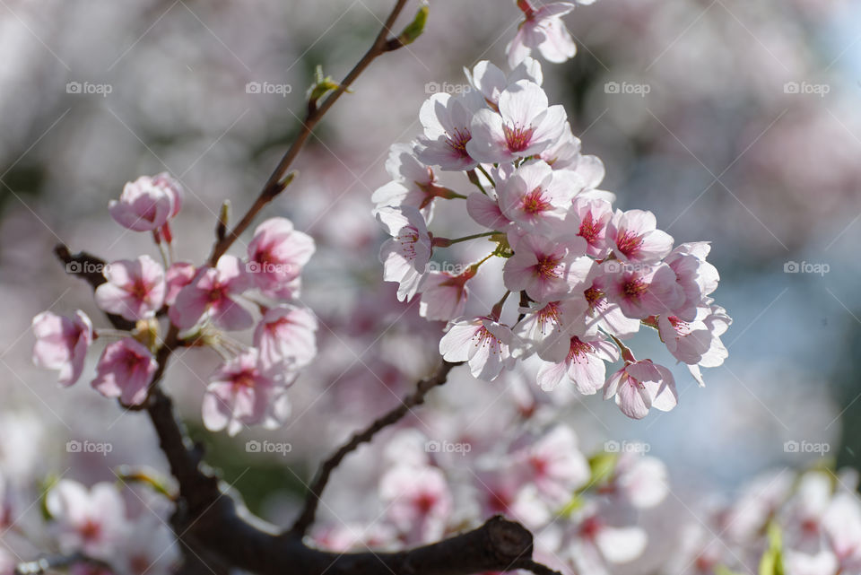 White and pink edo-higanzakura blossoms