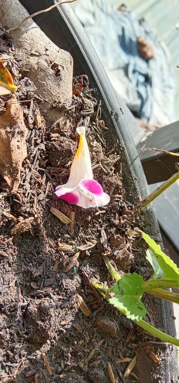 Wishbone flowers, bluewings, nanioola'a atau ola'a beauty. Jenisnya ada; Torenia 'Yellow Moon', Torenia concolor Lindl., Torenia fournieri (bunga warna  pink dan putih)