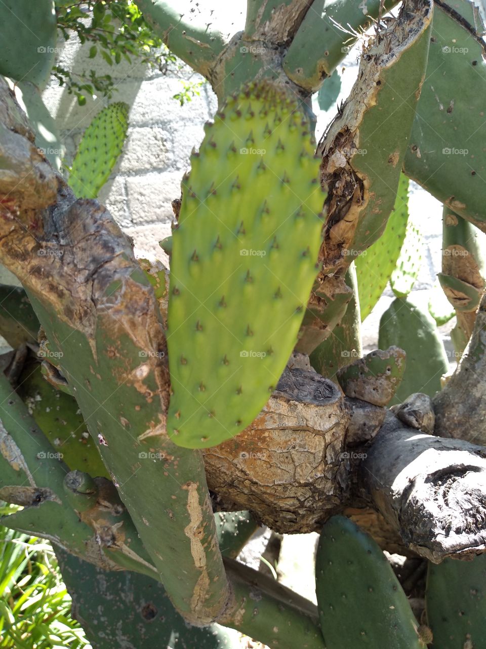 nopal