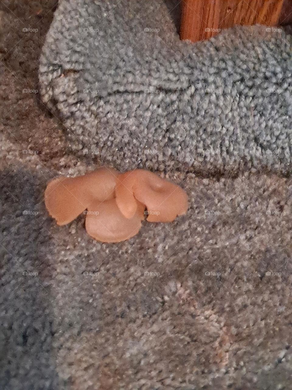 carpet mushrooms