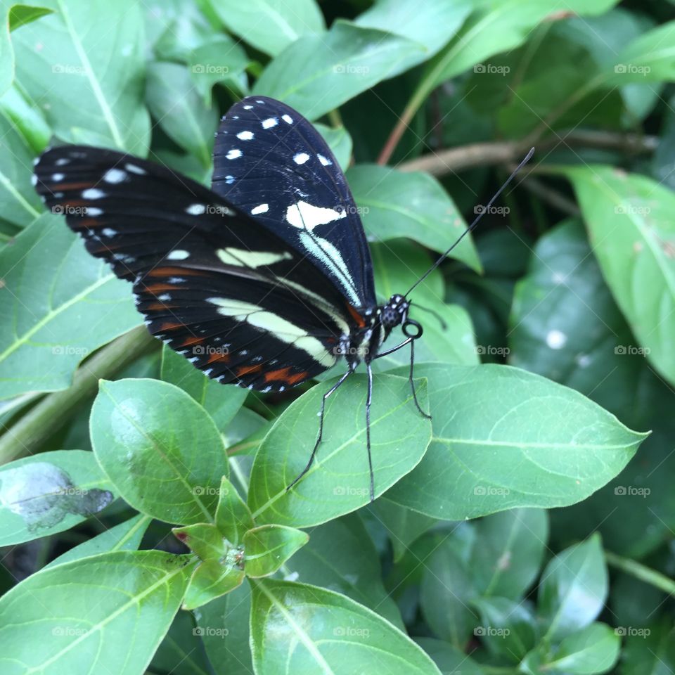 Beautiful Insect. Taken in Boston, MA