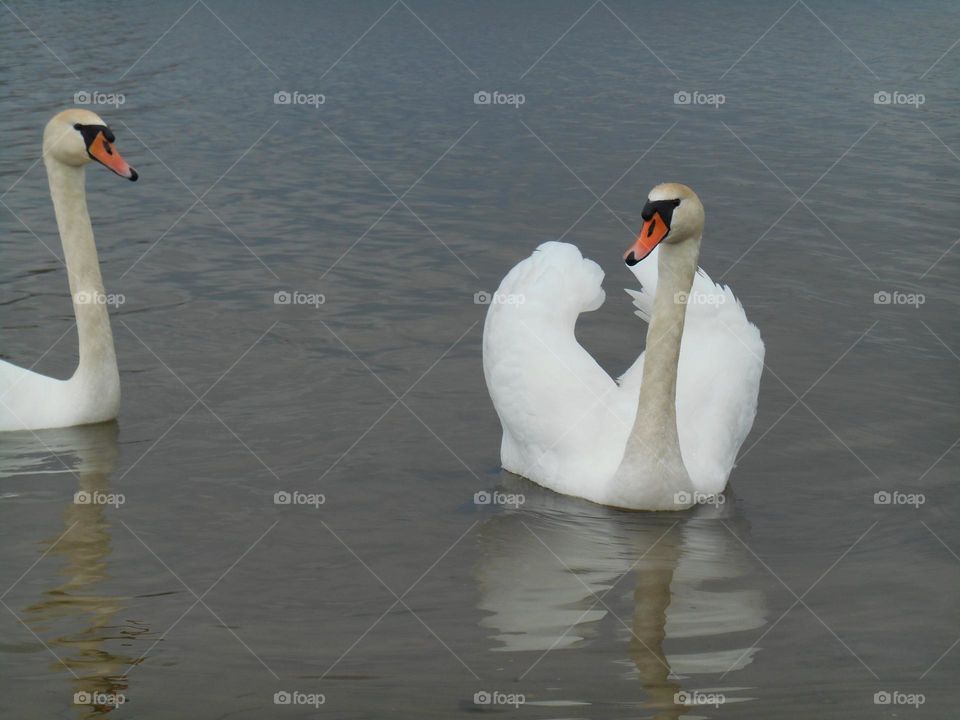 urban birds swans on a city lake