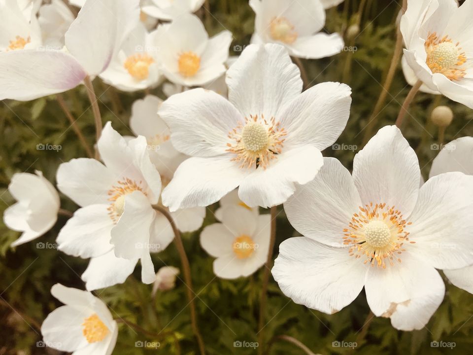 Gorgeous colored flowers from a very well kept garden captured on a beautiful afternoon! 