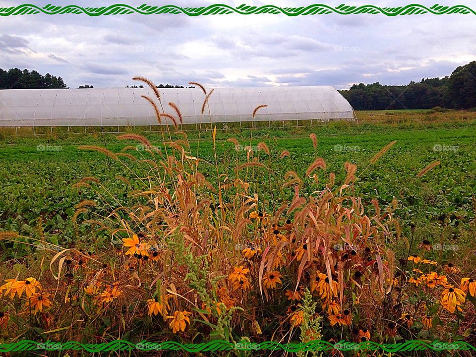 End of summer at the farm