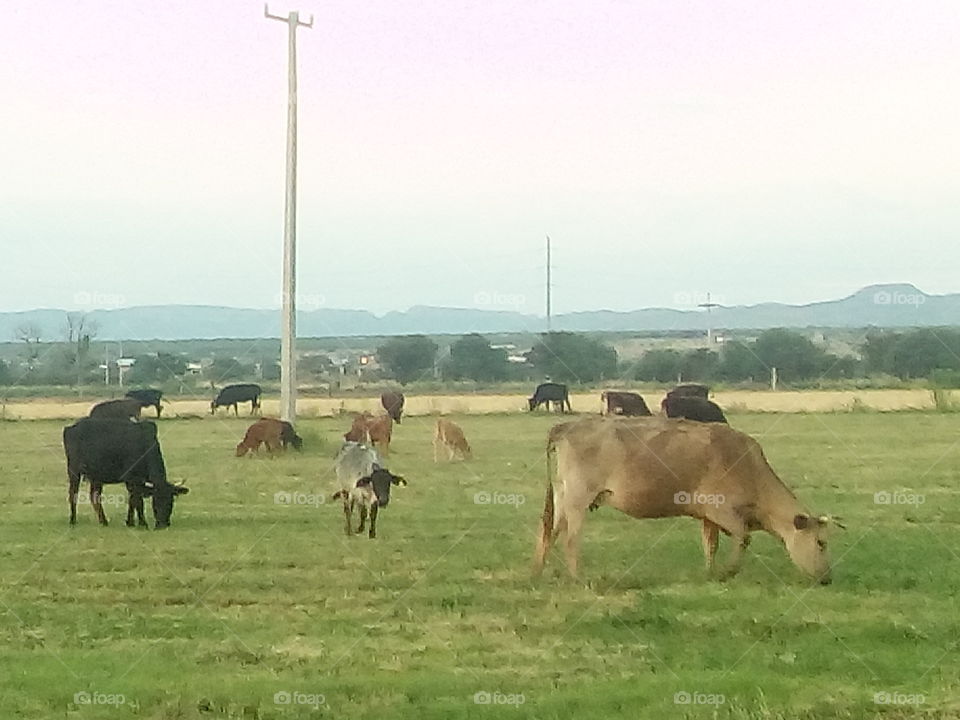 pastando en una linda tarde