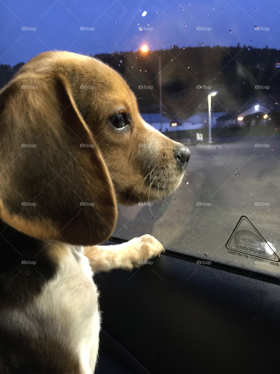 Beagles love car rides