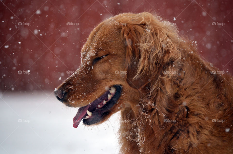 Snow on brown dog