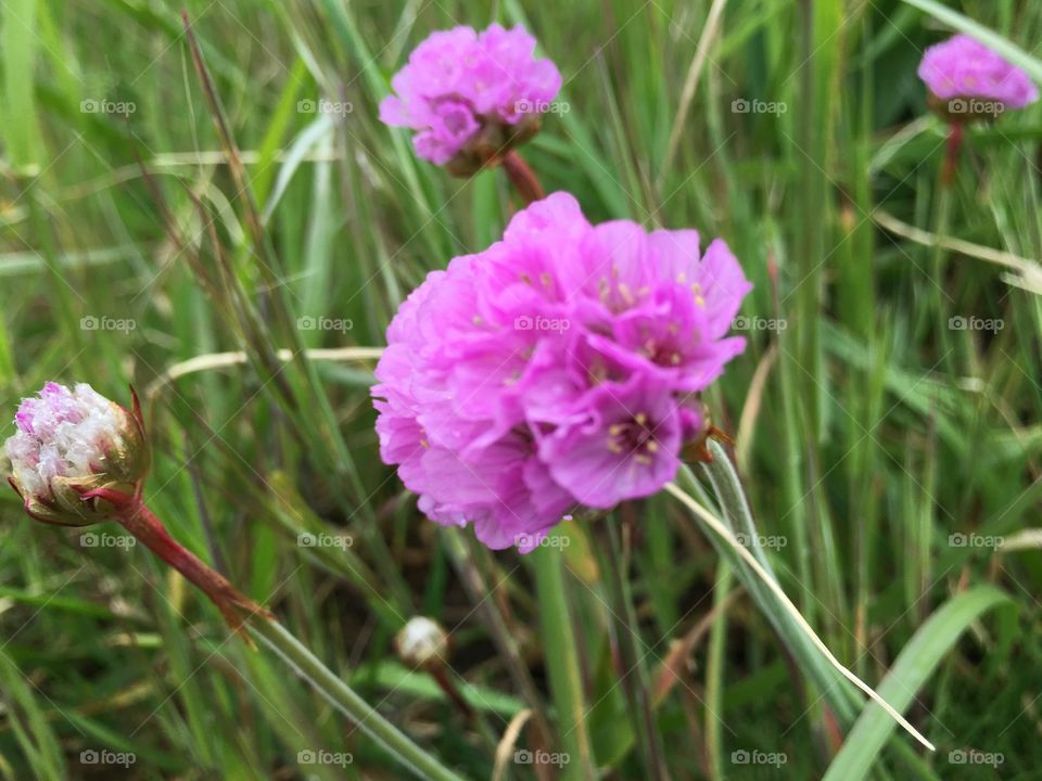 Close-up of pink flower