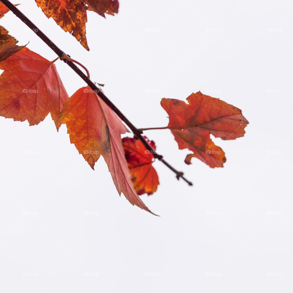 Fall leaves. Shot looking straight up to the sky while isolating a branch to get the background completely blown out white. 