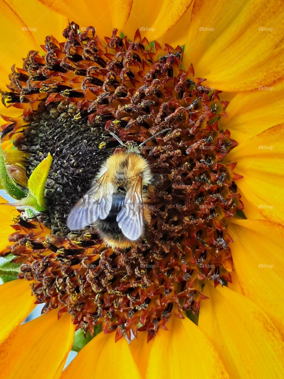 close-up of a honey bee on sun flower