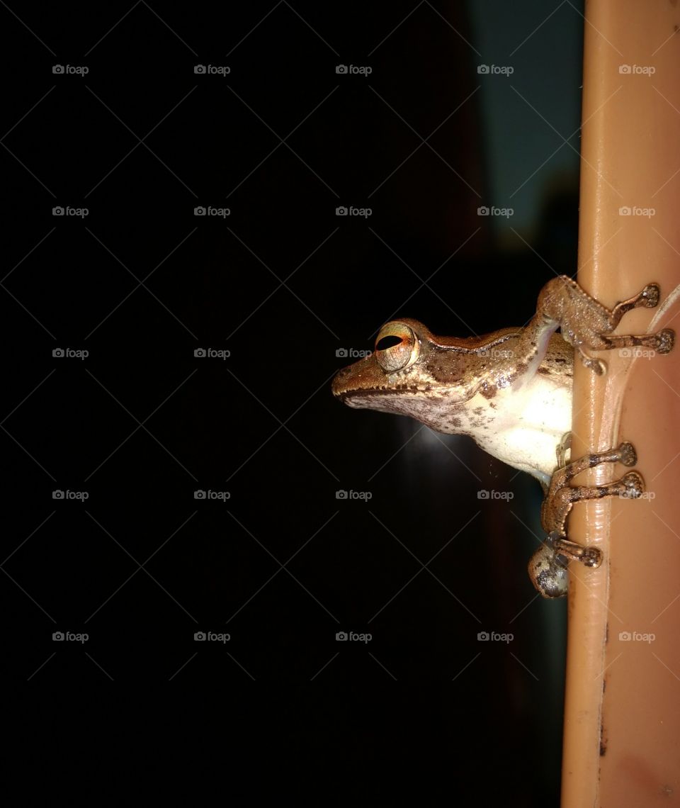 Frog At Night
