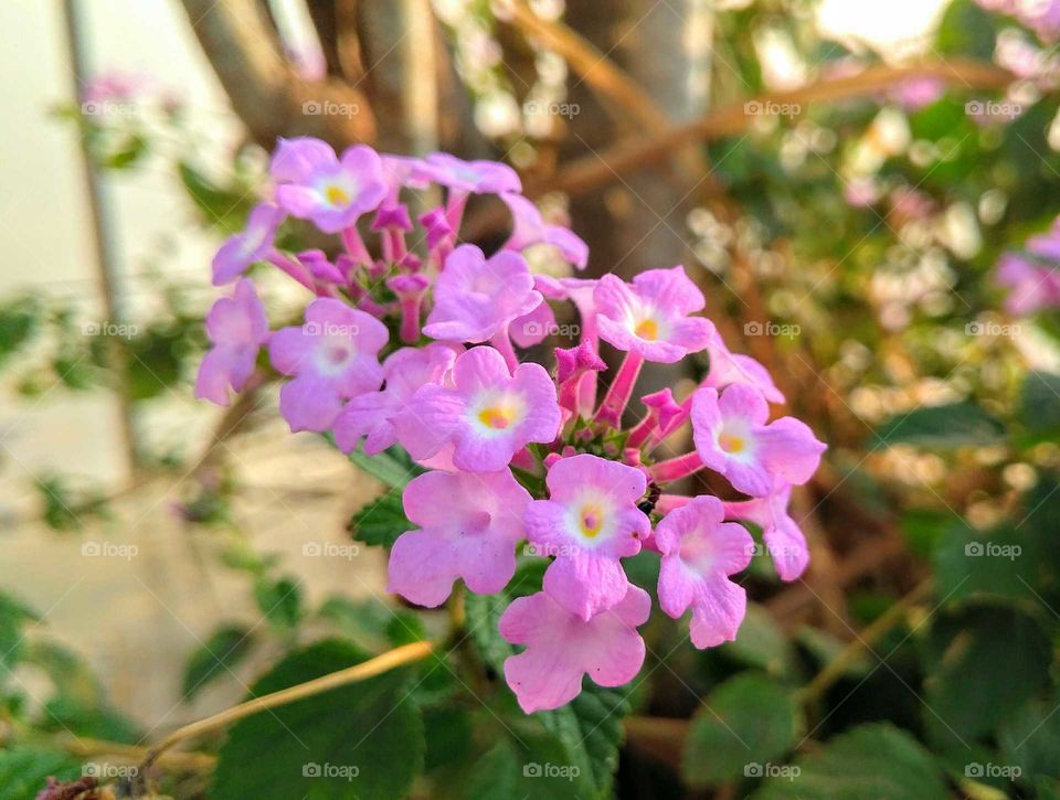 Kamini Flowers