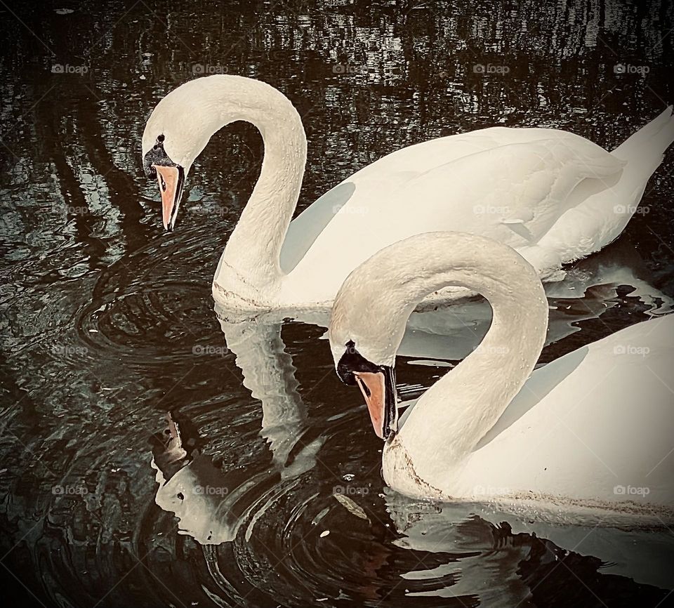 Swans 