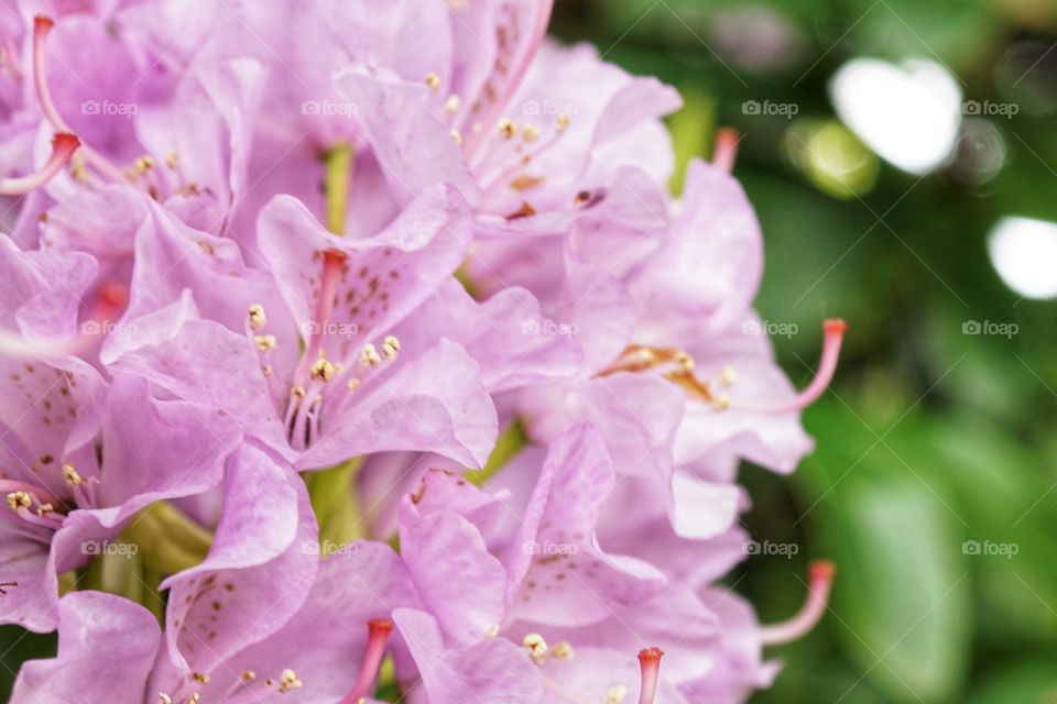 My lovely Rhododendron bush in full bloom ...