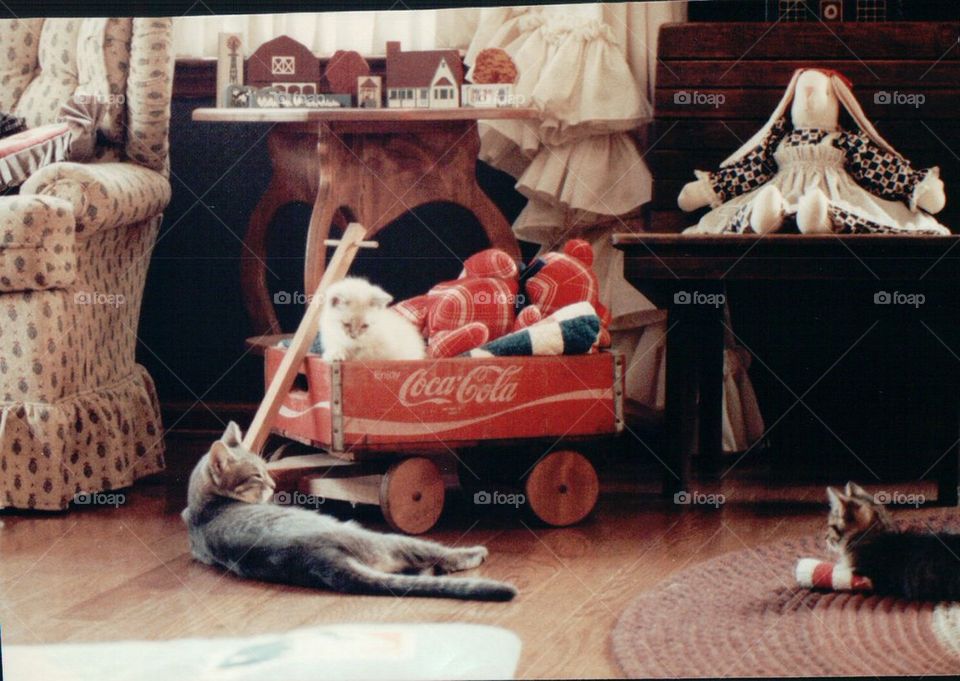 Cat kittens wagon