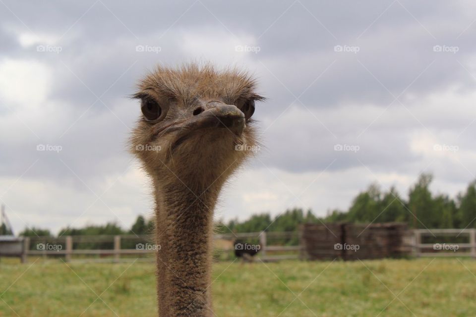 Ostrich