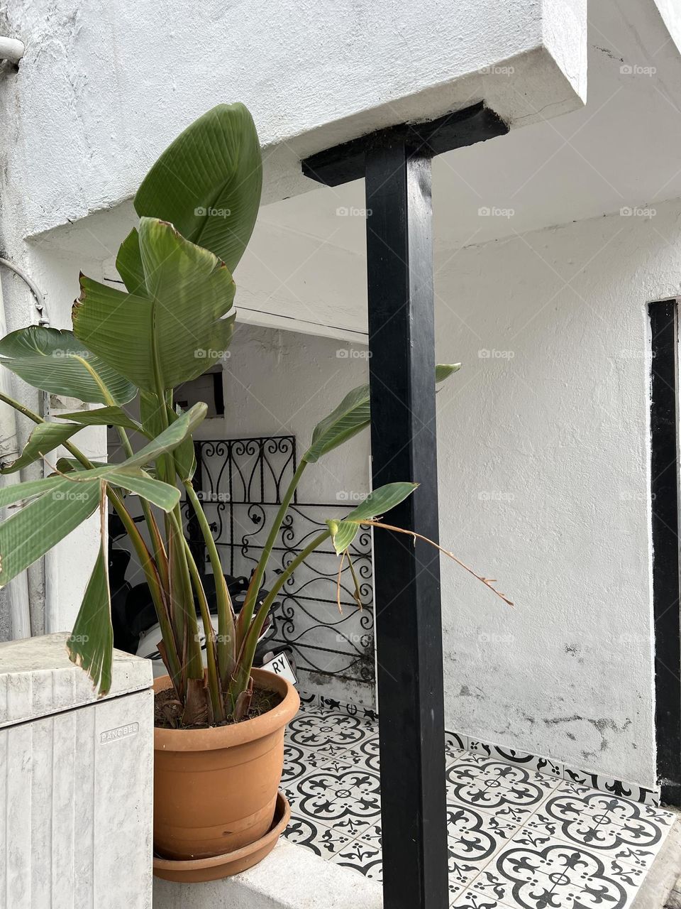 a potted palm tree decorates the monochrome courtyard of an old house