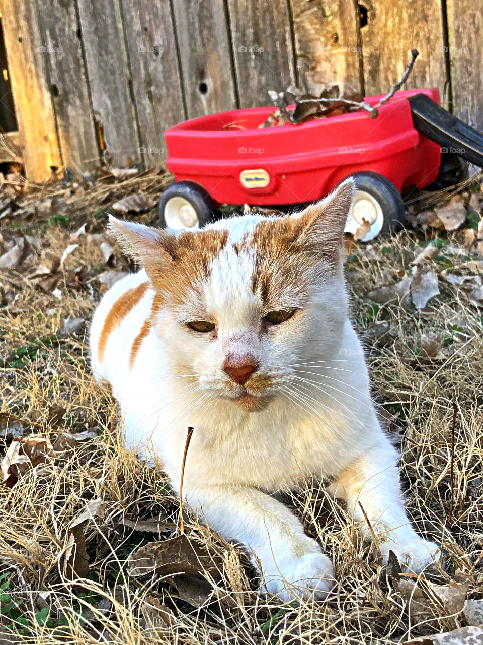 Yellow and white beauty