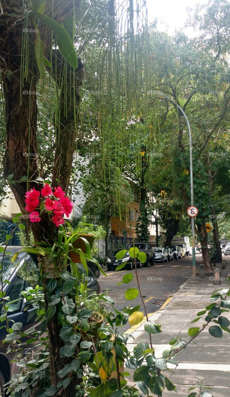 Bougainvilles and trees