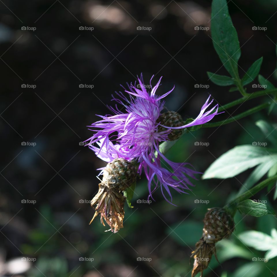 Awesome little purple flower