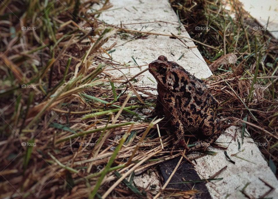 Frog staring intently