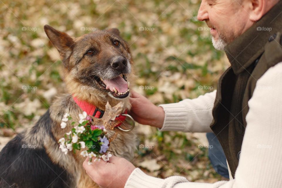 cachorro marrom com coleira vermelha