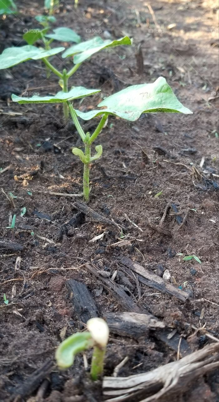 garden vegetables growing from seed