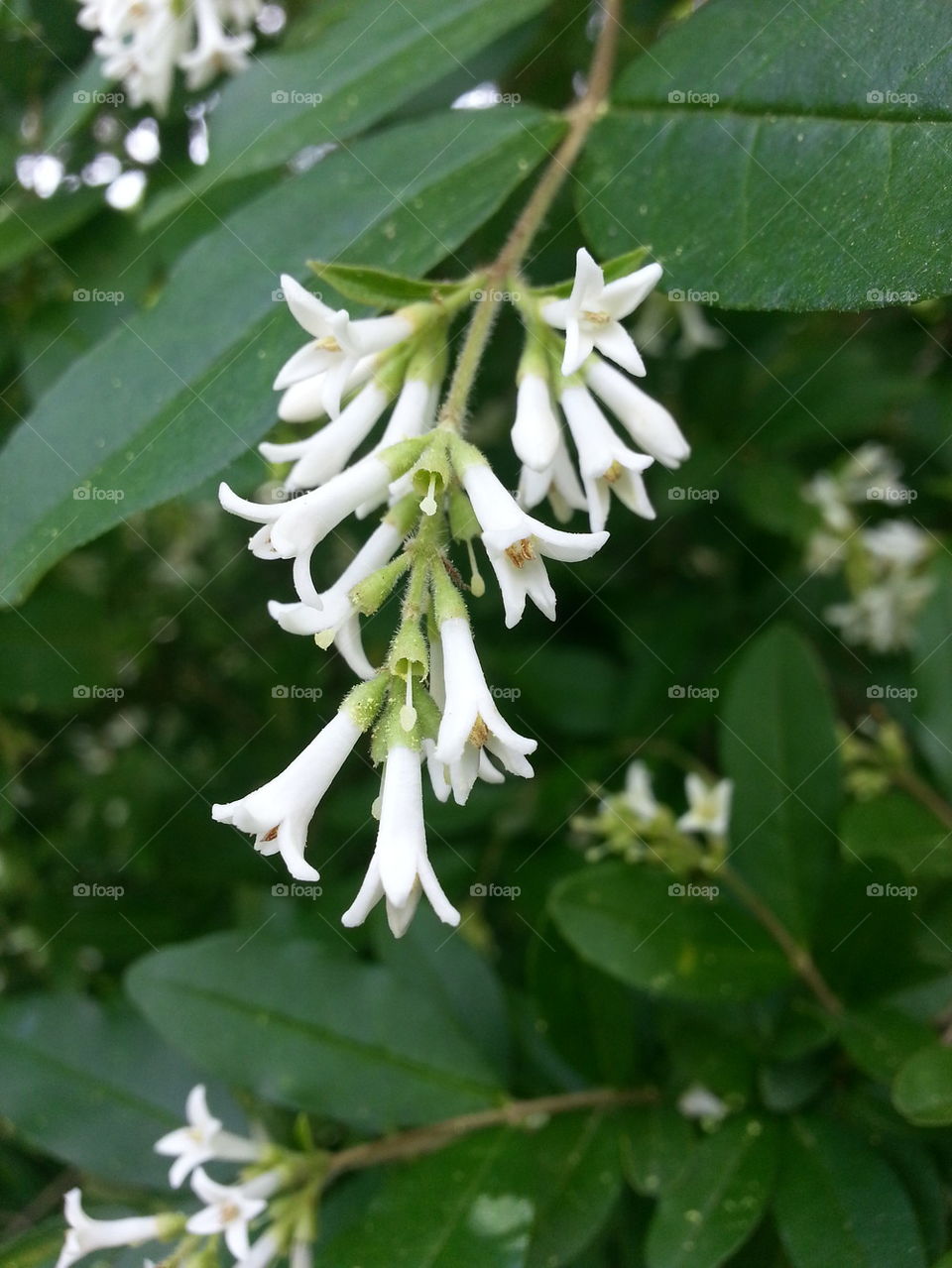 Small White Flowers